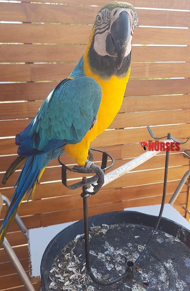 CITES belgesi olmayan papağanlar ve iguanaya el konuldu