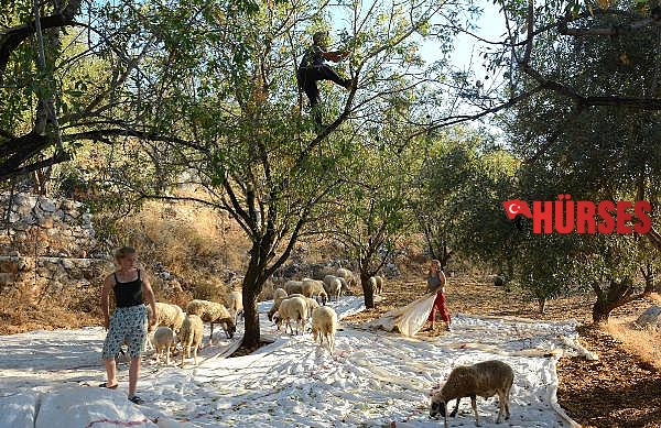Datça'da, nurlu badem hasadı