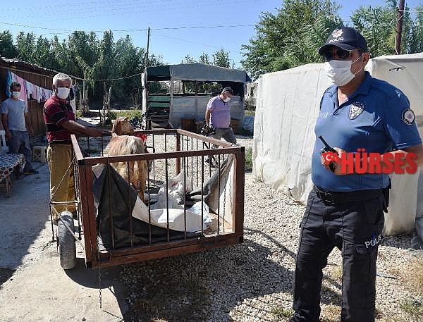 Hırsız sanılıp ihbar edildi, keçinin sahibi olduğu anlaşıldı