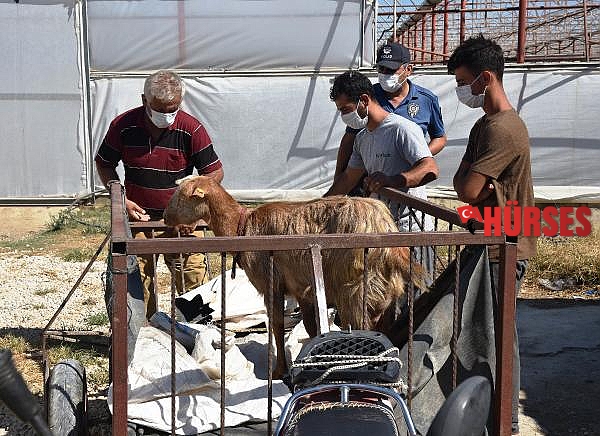 Hırsız sanılıp ihbar edildi, keçinin sahibi olduğu anlaşıldı