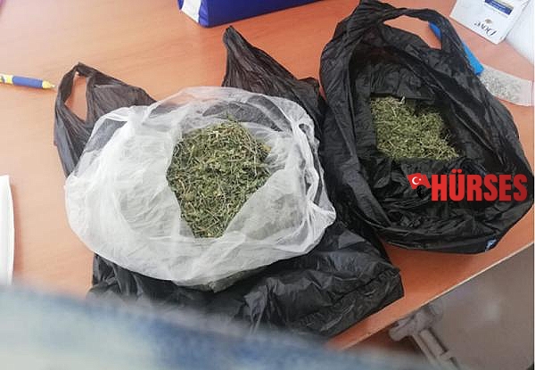 Kenevir yetiştirmek için özel oda hazırlamış