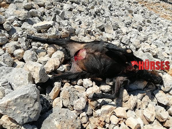Sürüye saldıran kurtlar 5 keçiyi parçaladı, 4'ünü de götürdü