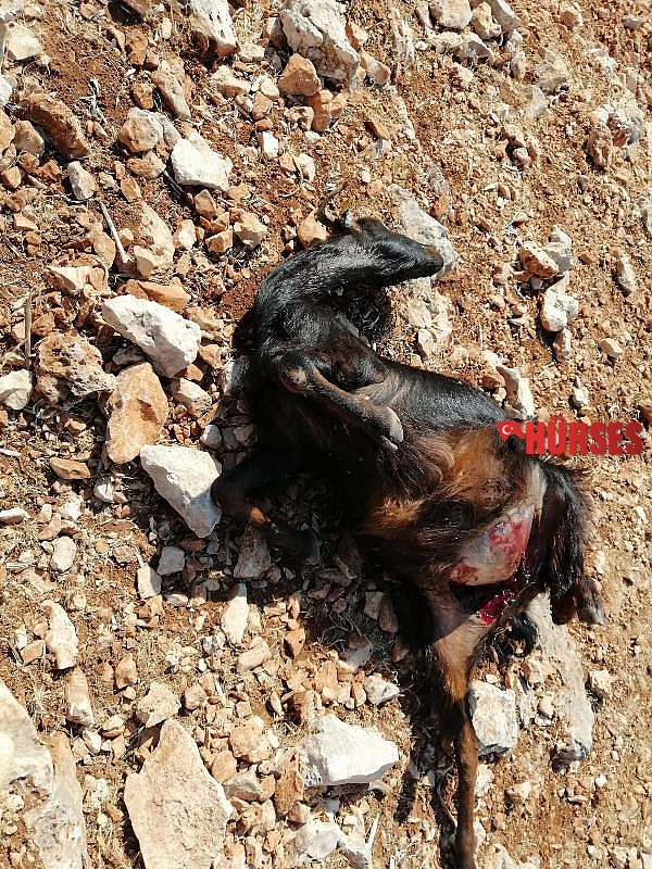 Sürüye saldıran kurtlar 5 keçiyi parçaladı, 4'ünü de götürdü