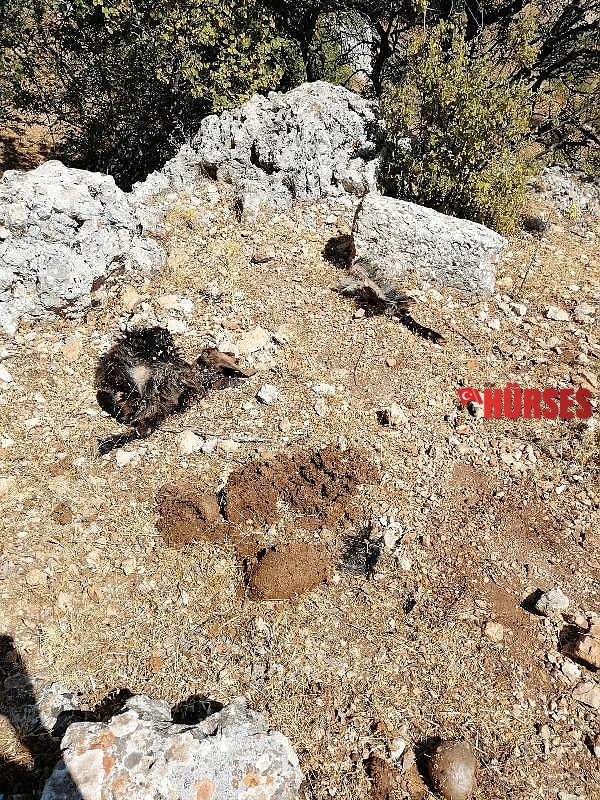Sürüye saldıran kurtlar 5 keçiyi parçaladı, 4'ünü de götürdü