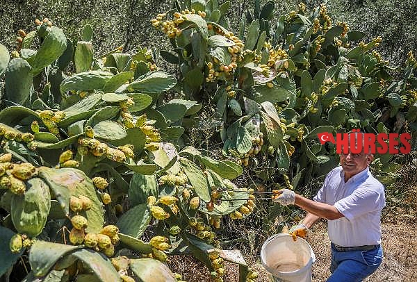 Vitamin deposu Frenk yemişi