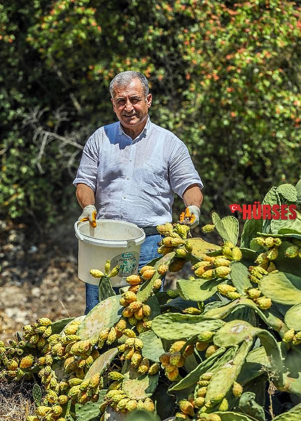 Vitamin deposu Frenk yemişi