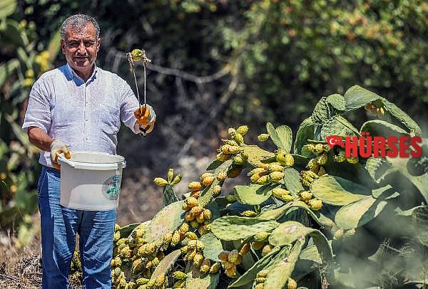 Vitamin deposu Frenk yemişi