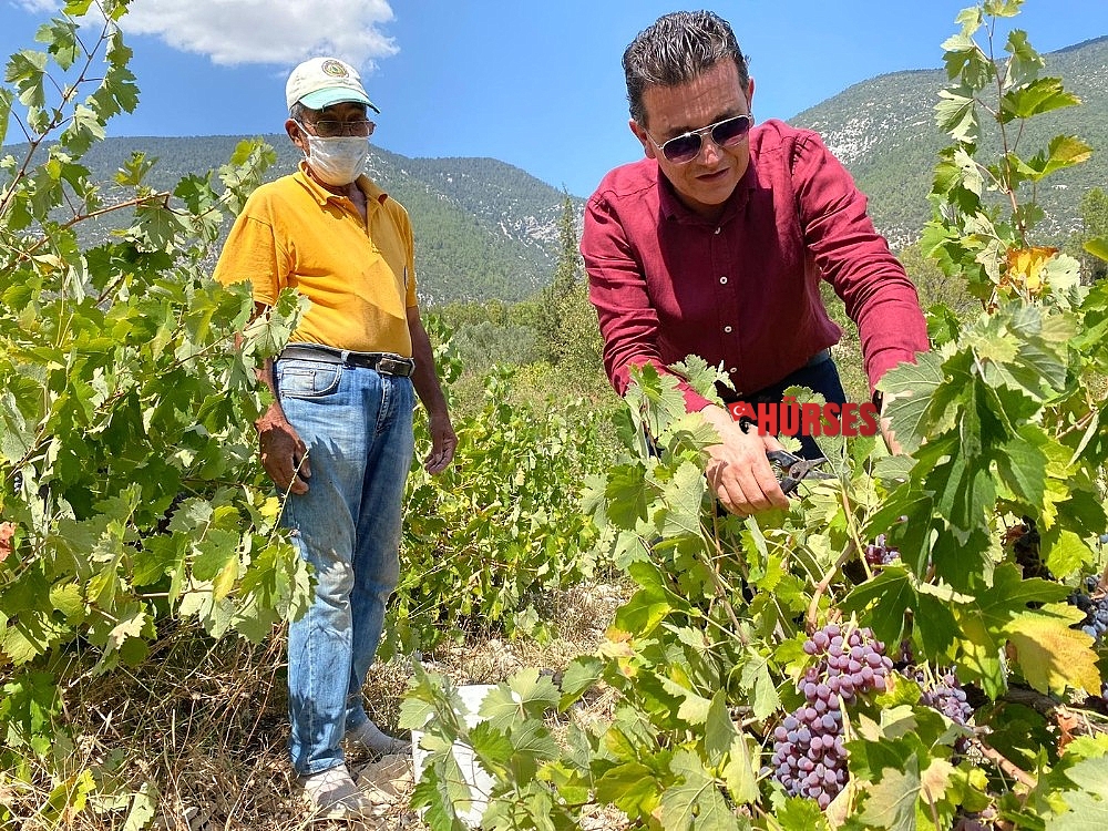 80 yıldır sadece yağmur suyuyla yetişiyor