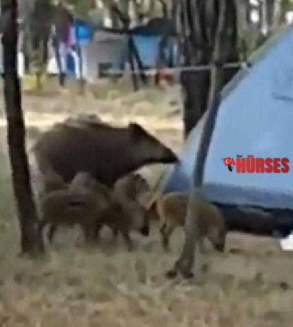 Dünyaca Ünlü 'Sakin Şehir' Akyaka'ya domuzlar indi