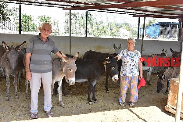 Eşek sütü ve sabununda talebe yetişemiyor