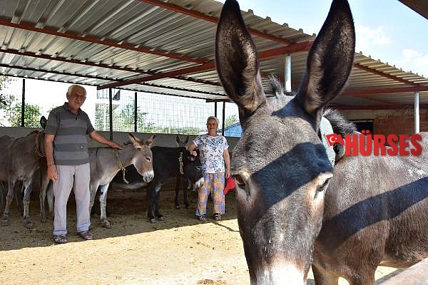 Eşek sütü ve sabununda talebe yetişemiyor