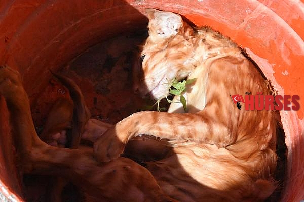 Kuyuya düşen kediye halatlı kurtarma operasyonu