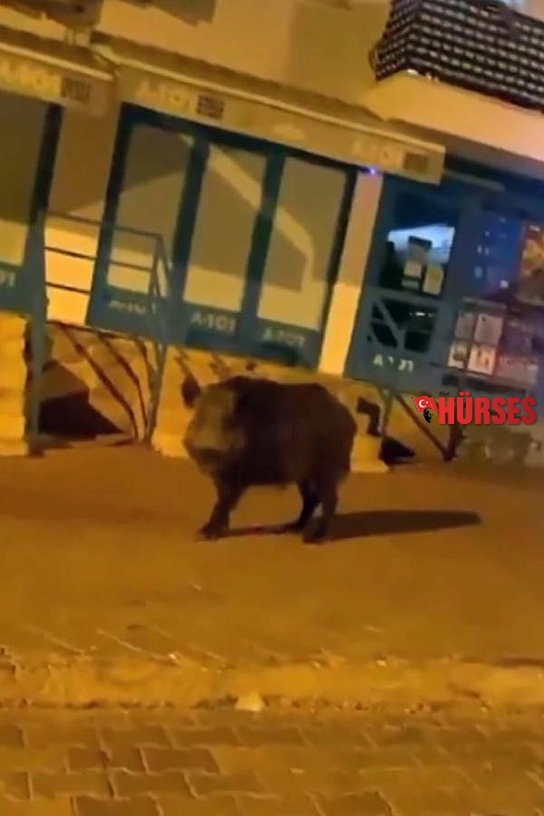 Yaban domuzları, Kaş caddelerine indi