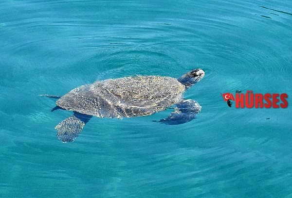 Yaralı yeşil deniz kaplumbağası, 3 saatte kurtarıldı