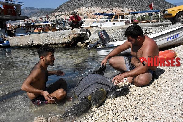Yaralı yeşil deniz kaplumbağası, 3 saatte kurtarıldı