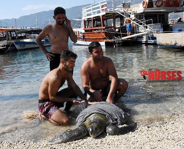 Yaralı yeşil deniz kaplumbağası, 3 saatte kurtarıldı