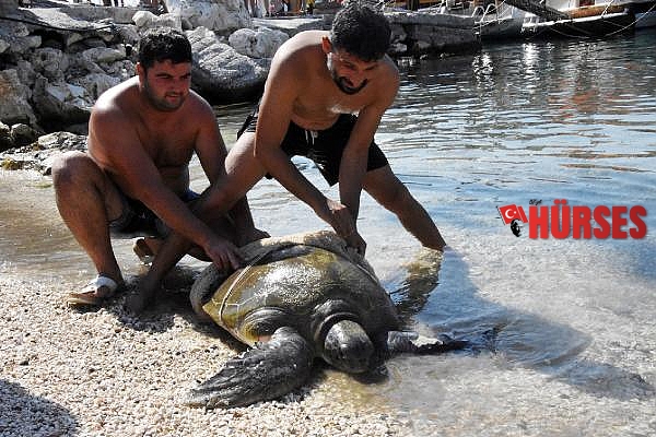 Yaralı yeşil deniz kaplumbağası, 3 saatte kurtarıldı