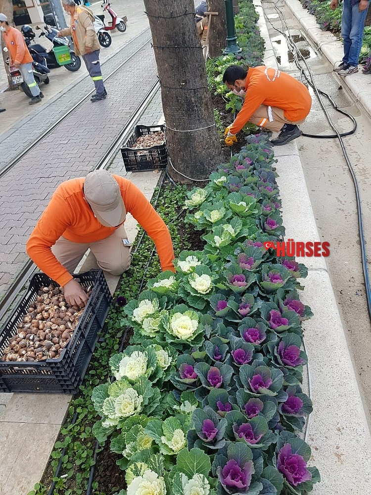Antalya caddelerine 161 bin adet lale, sümbül, çiğdem soğanı