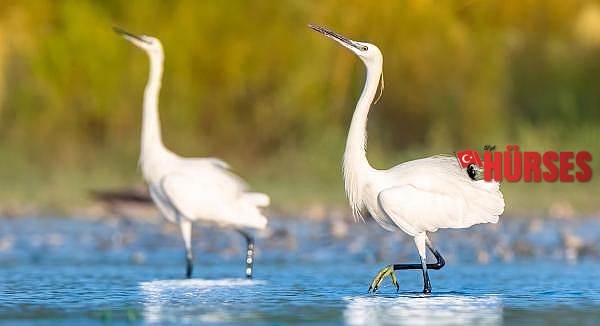 2020'de en fazla kuş türü, Antalya'da gözlendi