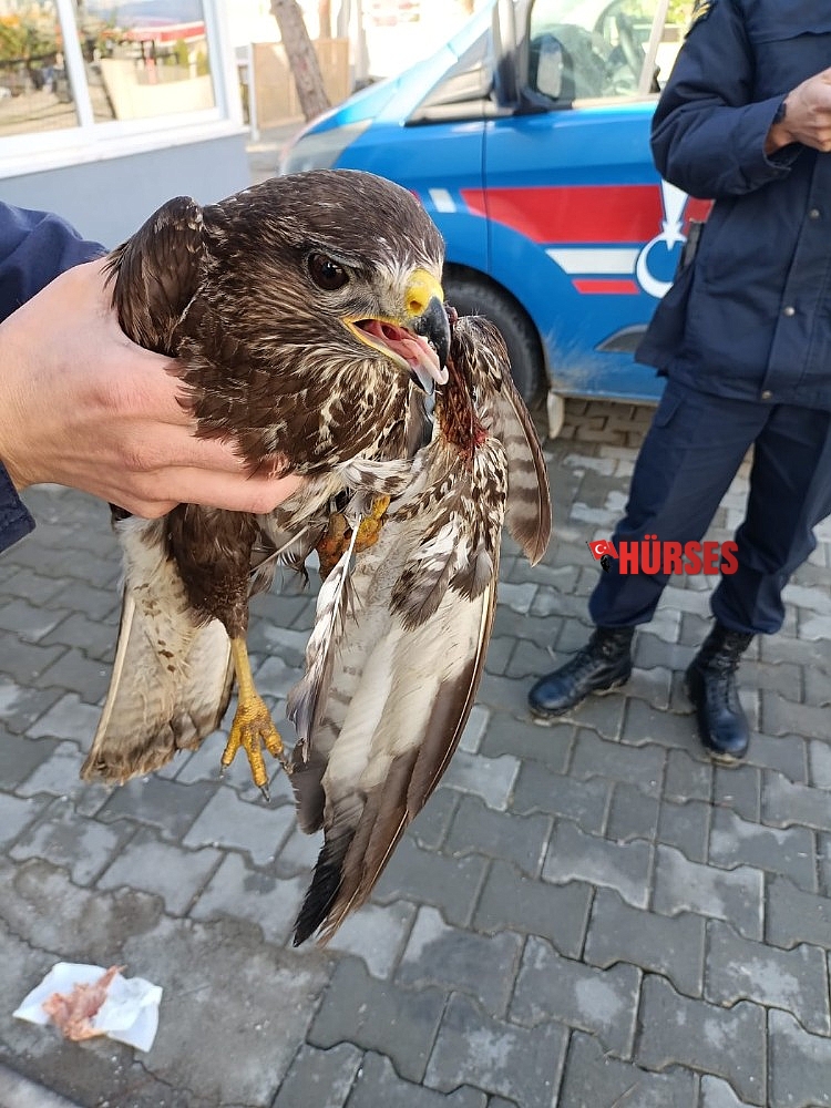 Jandarma yaralı atmacayı hayvan barınağına teslim etti