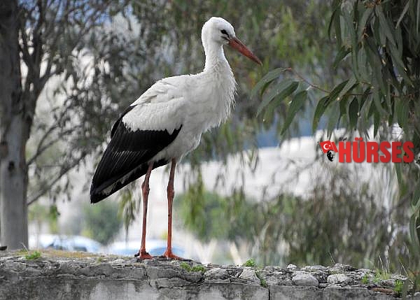 Patara Antik Kenti'nin zamansız konuğu leylekler şaşırttı