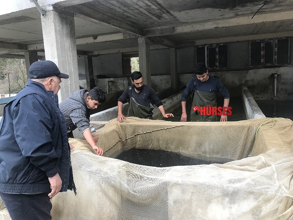 Alabalık üreticisi 700 anaç balıktan, 2 milyon yavru elde etti
