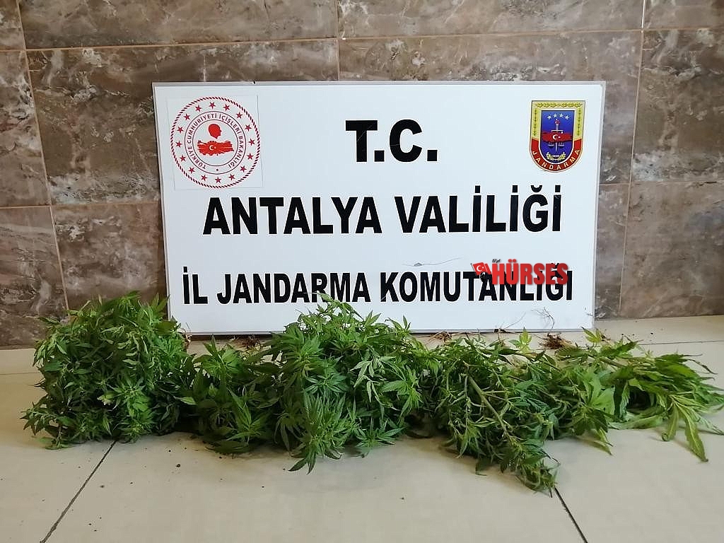 Alanya'da Hint keneviri operasyonu
