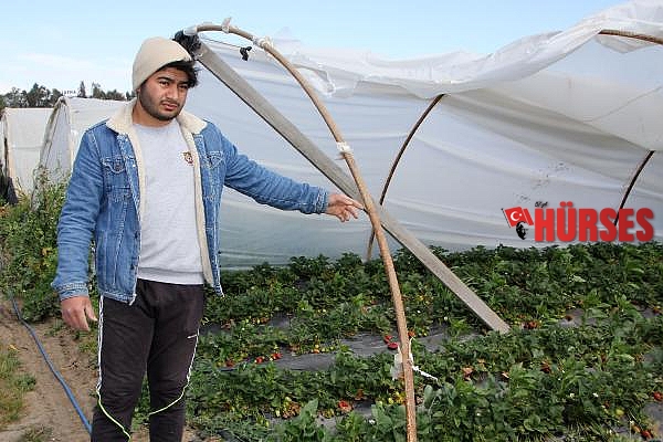 Antalya'da fırtına; sera örtüleri uçtu, 18 dönümde ürünler zarar gördü