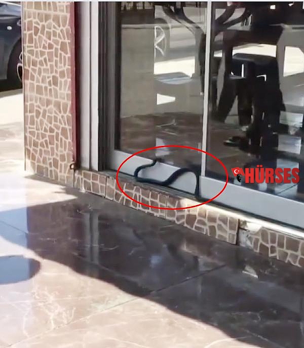Antalya'da 1.5 metrelik yılan iş yerine girmeye çalıştı
