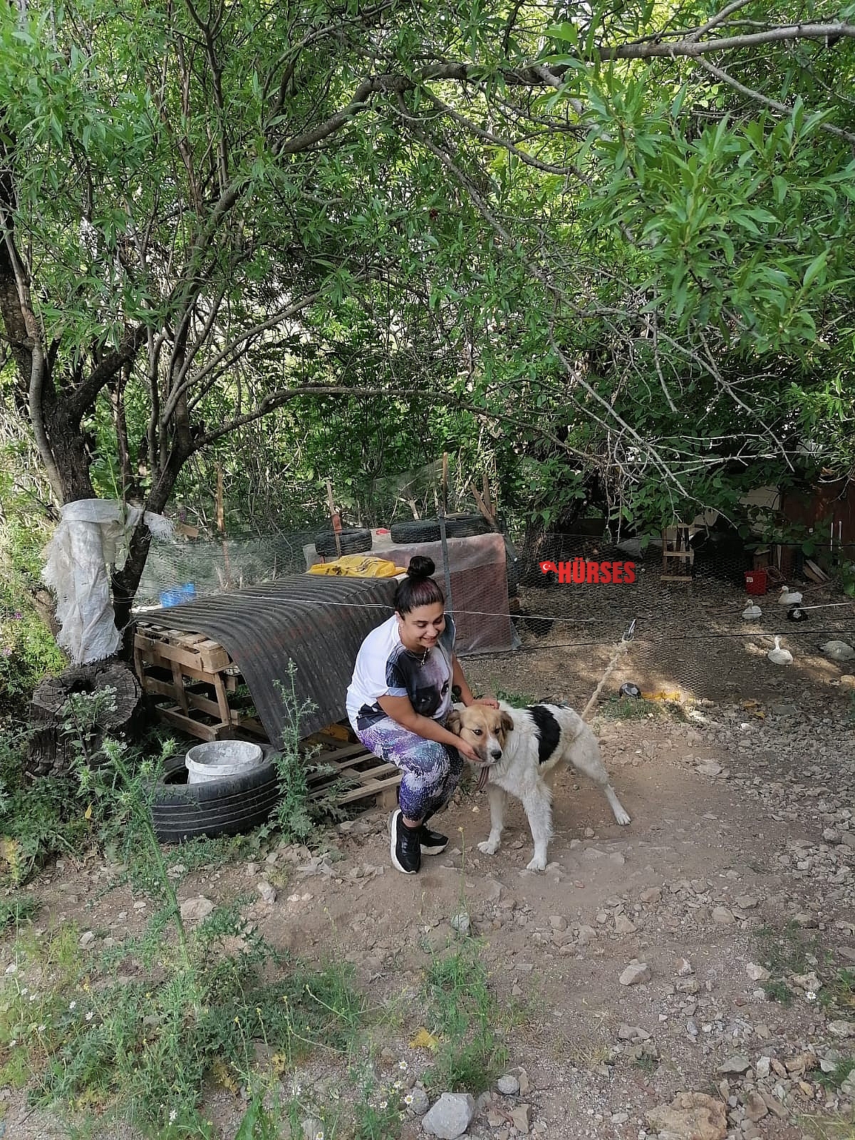 Antalya'da ölüme terk edilen köpeklere mahalleli sahip çıktı