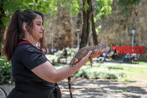 İguanasıyla şehri turladı