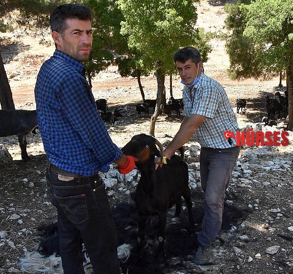 Yörüklerin keçi kırkma mesaisi