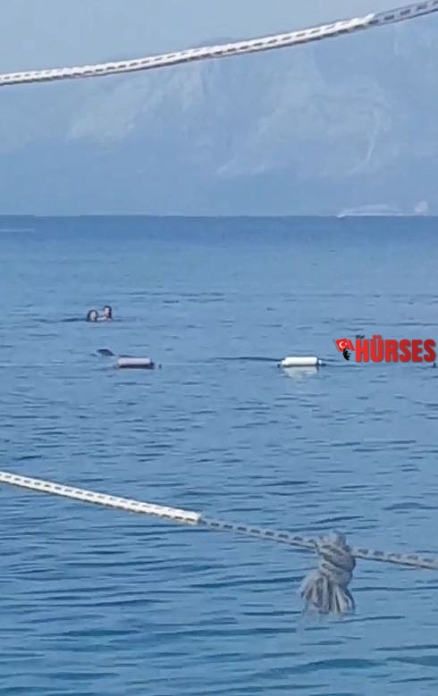 Akdeniz fokundan sabah denize girenlere görsel şov