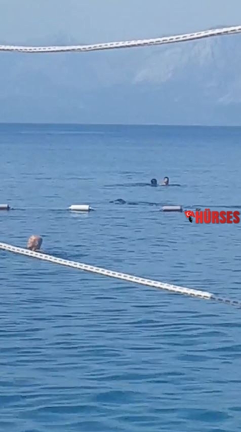 Akdeniz fokundan sabah denize girenlere görsel şov