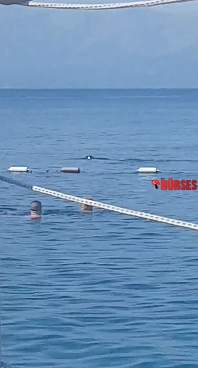 Akdeniz fokundan sabah denize girenlere görsel şov