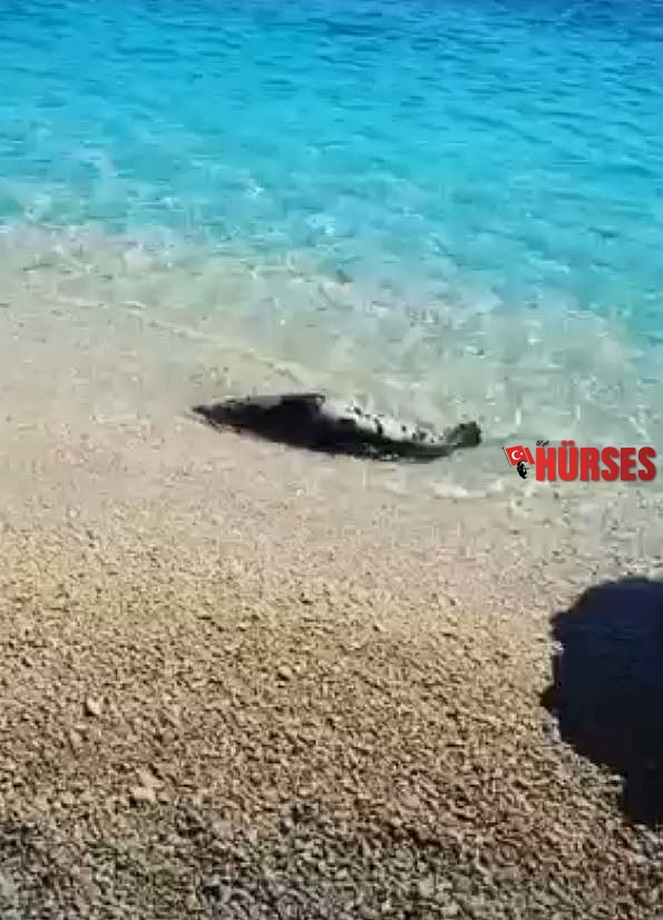 Akdeniz fokundan sabah denize girenlere görsel şov