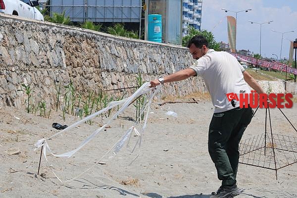 Alanya'da caretta carettalar şezlongların arasına bile yuva yapıyor