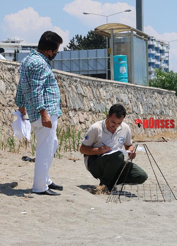 Alanya'da caretta carettalar şezlongların arasına bile yuva yapıyor
