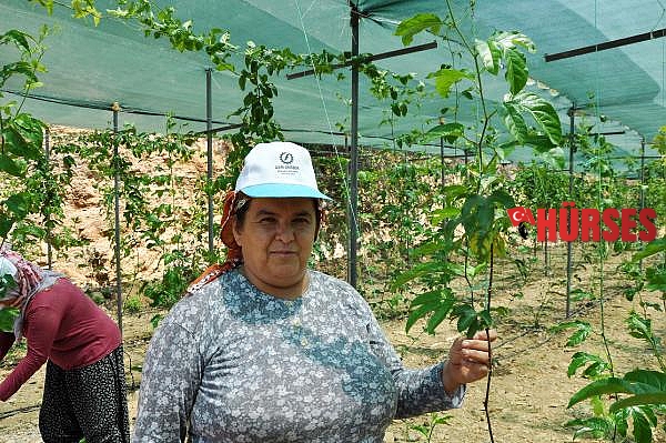 Gurbetçinin ilk hasadını yaptığı passifloraların kilosu 75 lira