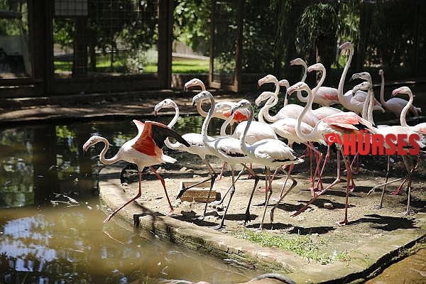 Hayvanat Bahçesi'nin misafirleri flamingolar