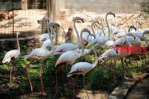 Hayvanat Bahçesi'nin misafirleri flamingolar