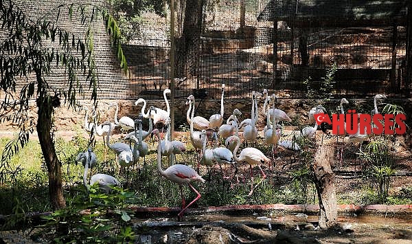 Hayvanat Bahçesi'nin misafirleri flamingolar