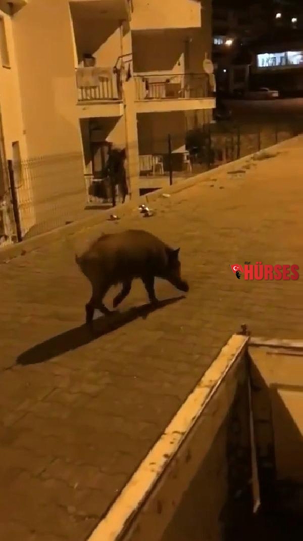 Kaş'ta yiyecek arayan yaban domuzu kamerada