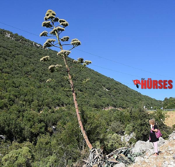 Agave ağacı hazin sona yaklaşıyor