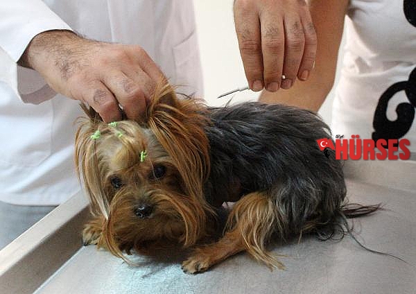 Köpekler 2021, kediler 2022 sonuna kadar çiplenecek