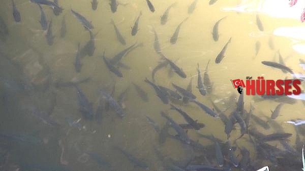 Oksijeni azalan derede balıklar su yüzeyine çıktı