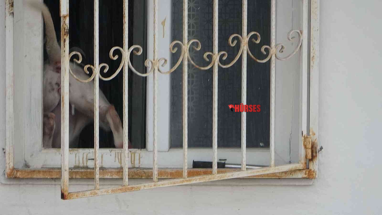 Terasa kilitlenip 5 saat boyunca havlayan köpek öğrencilere ders yaptırmadı