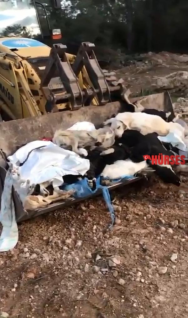 Antalya'da 'ormana hayvanların usulsüz gömüldüğü' tartışması