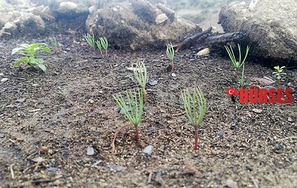 Manavgat'ta yanan ormanlar, yeşeren tohumlarla can buluyor
