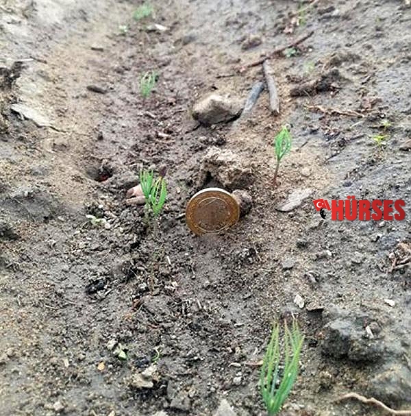 Manavgat'ta yanan ormanlar, yeşeren tohumlarla can buluyor